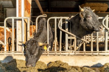 Sarı kulaklıklı iki siyah inek ahırda duruyor, sıcak güneş ışığı altında saman yiyorlar, çiftlik hayatını renklendiriyorlar..