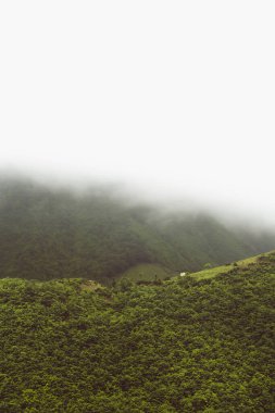 Gün içinde sisli gökyüzü olan bir orman tepesinin uzak görüntüsü..