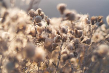 Vahşi Kurumuş Dikenlerin Yumuşak Işığı