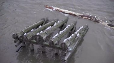 Nehrin üzerinde tahta gövdelerde oturan kuşlar.