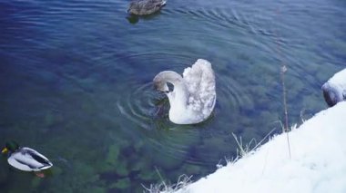 Yavru bir kuğu ve yaban ördekleri kışın açık bir gölde yüzerler. Su gökyüzünü yansıtır, dingin ve doğal bir manzara yaratır..