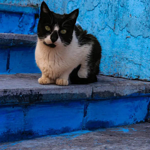 28 Nisan, Fas 'ın mavi şehrinde merdivenlerde kedi var.