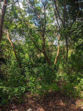 Görüntü, yoğun yeşil bitki örtüsü arasında görünen ağaç gövdeleri ve dalları gösteriyor. Ağaçların ince, kahverengi gövdeleri ve yeşil yaprakları var.. 