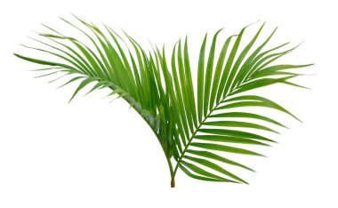 Beyaz arka planda izole edilmiş palmiye yeşili tropikal bitki.