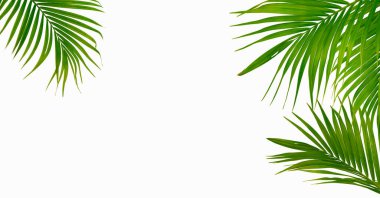 Palmiye yeşili yapraklı tropikal bitki çerçeve sınırı beyaz arkaplanda izole.