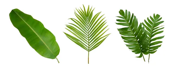 Muz, palmiye ve mostera yeşil yapraklı tropikal bitki beyaz arka planda izole edilmiş..