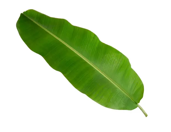 Beyaz arka planda izole edilmiş muz yeşili tropikal bitki.