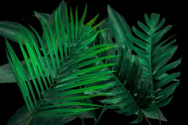 Koyu yeşil ton tropikal doğa arkaplanı.