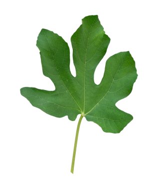 Fig, Ficus carica yeşil yaprak bitkisi. Beyaz arka planda tropikal olarak izole edilmiş..