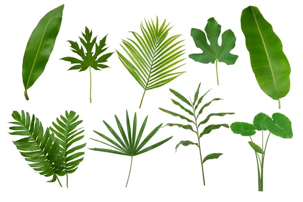 Muz, palmiye ve momstera yeşil yapraklı tropikal bitki beyaz arka planda izole edilmiş..