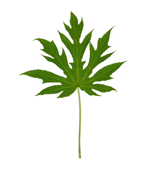 Papaya yeşil yaprak bitkisi tropikal olarak beyaz zemin üzerinde izole.