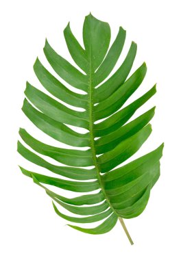 Beyaz arka planda izole edilmiş yeşil yaprak tropikal bitki.