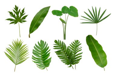 Muz, palmiye ve momstera yeşil yapraklı tropikal bitki beyaz arka planda izole edilmiş..