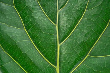 Kapat yeşil yaprak dokusu arkaplanı.