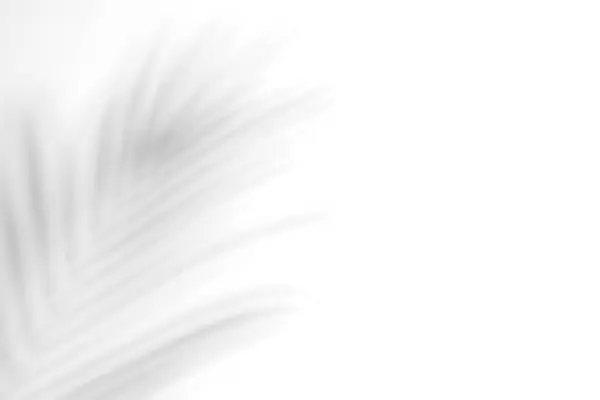 Gölge ağacı siyah ve beyaz doku arkaplanı.