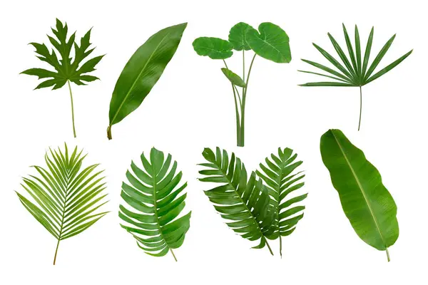 Muz, palmiye ve momstera yeşil yapraklı tropikal bitki beyaz arka planda izole edilmiş..