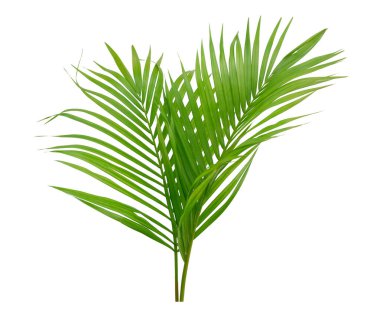Beyaz arka planda izole edilmiş palmiye yeşili tropikal bitki.