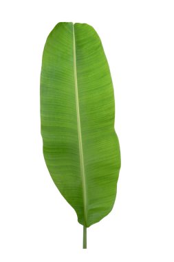 Muz yeşili tropikal bitki beyaz zemin üzerinde kırpma yolu ile izole.