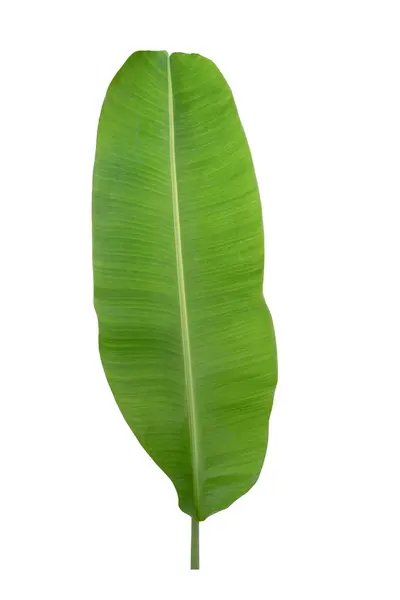 Muz yeşili tropikal bitki beyaz zemin üzerinde kırpma yolu ile izole.