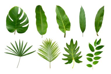 Muz, palmiye ve momstera yeşil yapraklı tropikal bitki beyaz arka planda izole edilmiş..