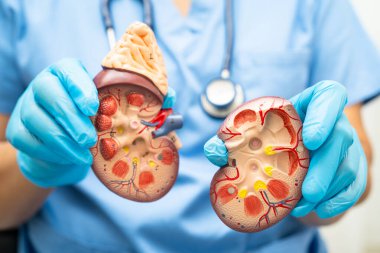 Kronik böbrek hastalığı, idrar sistemi, üroloji, tahmini küresel filtreleme oranı eGFR.