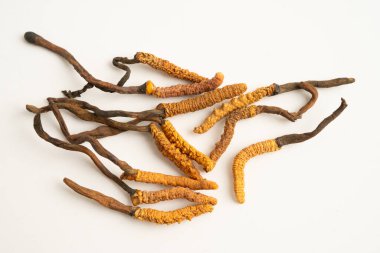 Cordyceps sinensis ya da Ophiocordyceps sinensis beyaz arka planda izole edilmiş, mantar bitkisi tedavisi.