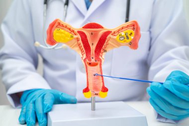 Vajinal ve rahim boynu sıvısı testi için rahmi tutan doktor doğum ve jinekolojiyi kontrol etti..