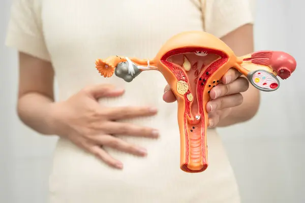 Rahim, Asyalı kadın insan anatomisi modeli tutuyor..