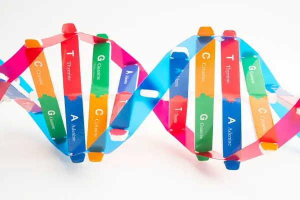 Beyaz zemin, kromozom ve gen kimya biyolojisi üzerinde izole edilmiş DNA molekülü spiral yapı modeli.