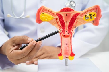 Rahim, hastanede teşhis ve tedavi için insan anatomisi modeli tutan doktor..