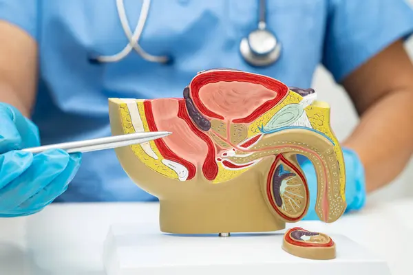 Erkek üreme sistemi, Asyalı doktor hastanede teşhis ve tedavi için insan anatomisi modeli tutuyor..