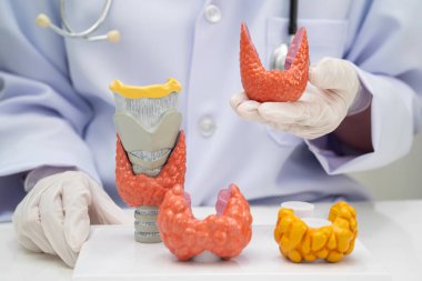 Hipertiroidizm, aşırı aktif tiroid, tiroid lenfoma, tiroid bezi olan Asyalı doktor, hastanede insan anatomisi modeli..