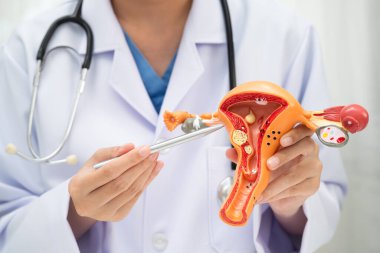 Rahim, hastanede teşhis ve tedavi için insan anatomisi modeli tutan doktor..
