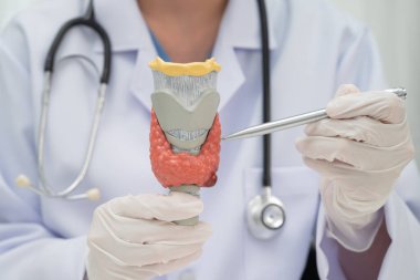 Hipertiroidizm, aşırı aktif tiroid, tiroid lenfoma, tiroid bezi olan Asyalı doktor, hastanede insan anatomisi modeli..