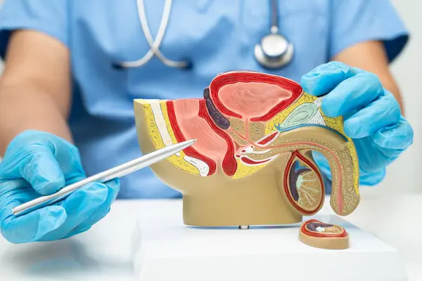 Erkek üreme sistemi, Asyalı doktor hastanede teşhis ve tedavi için insan anatomisi modeli tutuyor..