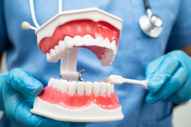 Diş fırçasıyla dişleri temizleyen doktor hasta ve dişçiye diş hekimliği dersi veriyor..