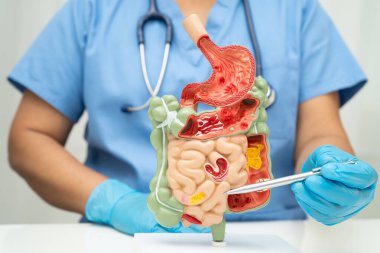 Midesi ve bağırsağı olan sindirim sistemi, Asyalı doktor hastanede teşhis ve tedavi için insan anatomisi modeli tutuyor..