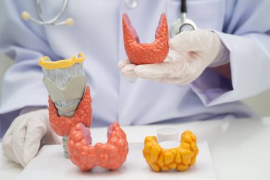 Hipertiroidizm, aşırı aktif tiroid, tiroid lenfoma, tiroid bezi olan Asyalı doktor, hastanede insan anatomisi modeli..