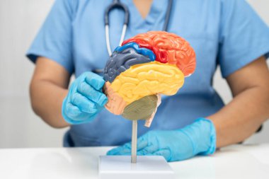 Asyalı doktor, hastanede teşhis ve tedavi için beyin anatomisi modeli tutuyor..