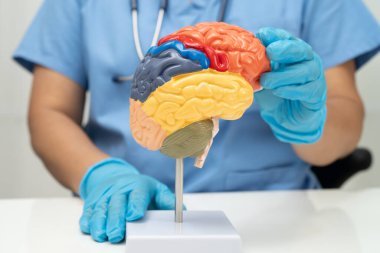 Asyalı doktor, hastanede teşhis ve tedavi için beyin anatomisi modeli tutuyor..