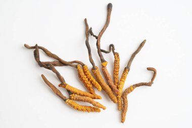 Cordyceps sinensis ya da Ophiocordyceps sinensis beyaz arka planda izole edilmiş, mantar bitkisi tedavisi.