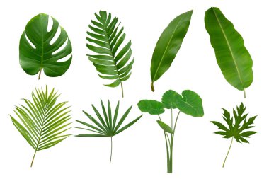 Muz, palmiye ve momstera yeşil yapraklı tropikal bitki beyaz arka planda izole edilmiş..