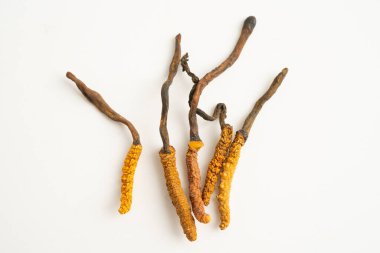 Cordyceps sinensis ya da Ophiocordyceps sinensis beyaz arka planda izole edilmiş, mantar bitkisi tedavisi.