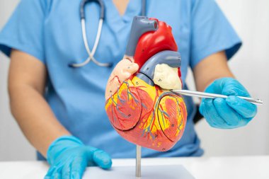 Kardiyovasküler hastalık CVD, hastanede tedavi gören hasta için kalp insan modeli anatomisi olan doktor.