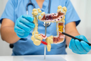 Bağırsak, Asyalı kadın insan anatomisi modeli tutuyor..