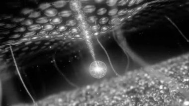 C vitamini, Kozmetik Esansı, Sıvı kabarcık, jel kabarcığı, su arka planında sıvı köpüğünün içindeki molekül..