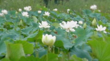  Nilüferli yaz göleti. Doğal yaprak çiçekleri. Gölette çiçek açan pembe nilüferler. Çiçek yaprakları. Çiçek sepetleri. Her yaprak beş erkek ve beş erkek organından oluşur. 4K