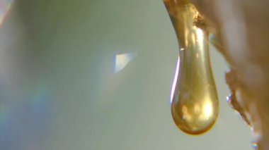 Doğal bal damlaları, makro detaylar. Baldan elde edilen tatlı özler deriyi geliştirir. Bal içeren kozmetik ürünleri için kullanılır..