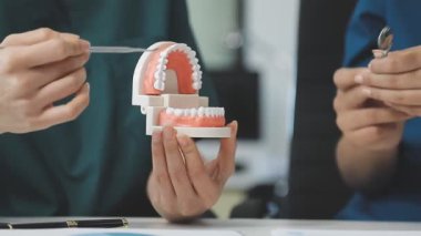 Diş ve takma dişleri gösteren bir diş modeli