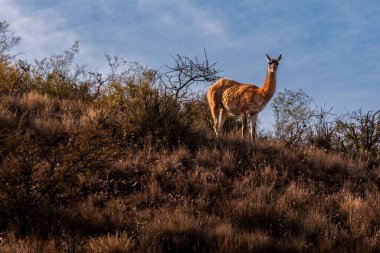 Guanaco, Sierras de las Quijadas 'ın faunasının önemli bir bileşenidir ve onun Ulusal Park' taki varlığı bölgenin biyolojik zenginliğine katkıda bulunur ve uygulanan koruma tedbirlerinden yararlanmaktadır..